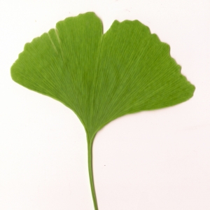 Photographie n°6116 du taxon Ginkgo biloba L. [1771]