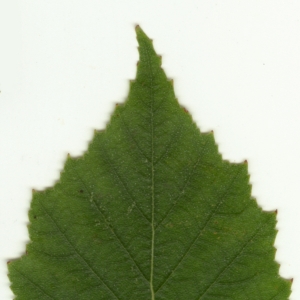 Photographie n°6142 du taxon Betula pendula Roth [1788]