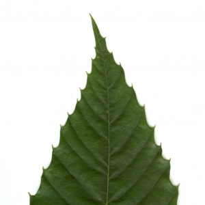 Photographie n°6218 du taxon Castanea sativa Mill. [1768]