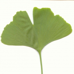 Photographie n°6228 du taxon Ginkgo biloba L. [1771]