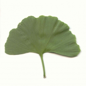 Photographie n°6230 du taxon Ginkgo biloba L. [1771]