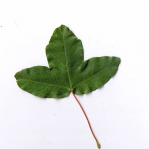 Photographie n°6233 du taxon Acer monspessulanum L. [1753]