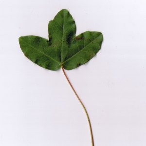 Photographie n°6234 du taxon Acer monspessulanum L.