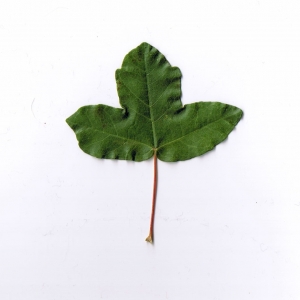 Photographie n°6236 du taxon Acer monspessulanum L.