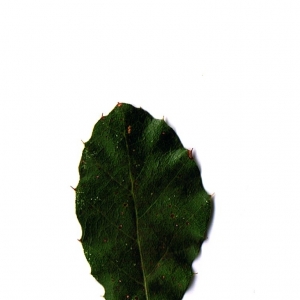 Photographie n°6246 du taxon Quercus suber L. [1753]