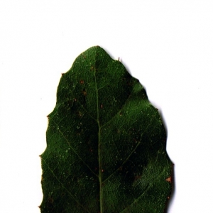 Photographie n°6248 du taxon Quercus suber L. [1753]