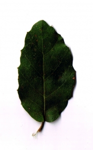 David Delon, le 25 juillet 2009 (Saint-Martin-de-Londres (Darnieu))