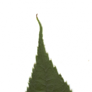 Photographie n°6255 du taxon Celtis australis L. [1753]