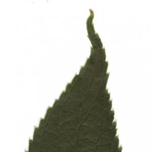 Photographie n°6256 du taxon Celtis australis L. [1753]