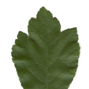 Photographie n°6261 du taxon Crataegus monogyna Jacq. [1775]