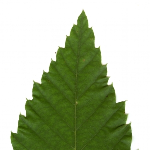 Photographie n°6284 du taxon Castanea sativa Mill. [1768]