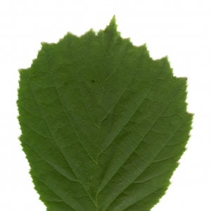 Photographie n°6295 du taxon Corylus avellana L. [1753]