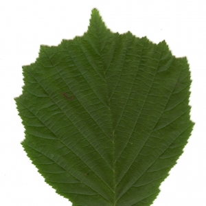 Photographie n°6297 du taxon Corylus avellana L. [1753]