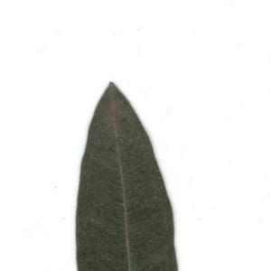 Photographie n°6304 du taxon Olea europaea L. [1753]