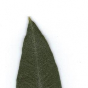 Photographie n°6306 du taxon Olea europaea L. [1753]