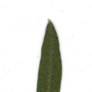 Photographie n°6308 du taxon Olea europaea L. [1753]