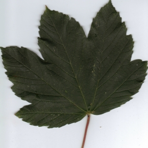 Photographie n°6338 du taxon Acer pseudoplatanus L. [1753]