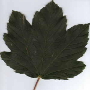 Photographie n°6340 du taxon Acer pseudoplatanus L. [1753]