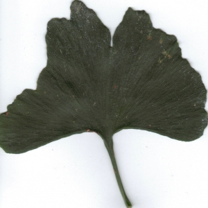 Photographie n°6356 du taxon Ginkgo biloba L. [1771]
