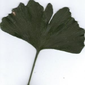 Photographie n°6359 du taxon Ginkgo biloba L. [1771]