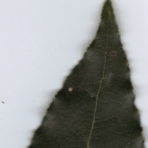 Photographie n°6362 du taxon Laurus nobilis L. [1753]