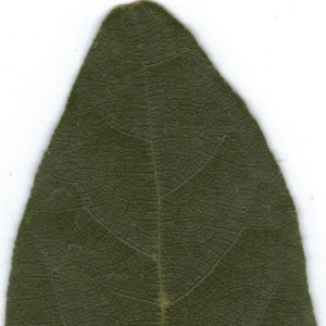 Photographie n°6364 du taxon Laurus nobilis L. [1753]