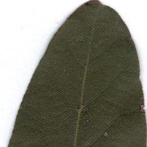 Photographie n°6366 du taxon Laurus nobilis L. [1753]