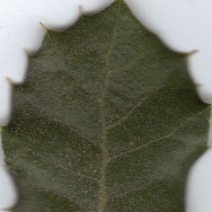 Photographie n°6371 du taxon Quercus ilex L. [1753]