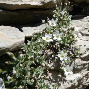  - Minuartia cerastiifolia (Ramond ex DC.) Graebn. [1918]