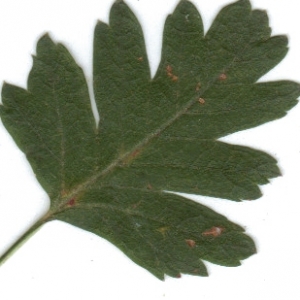 Photographie n°6382 du taxon Crataegus monogyna Jacq. [1775]