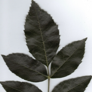 Photographie n°6385 du taxon Fraxinus excelsior L. [1753]