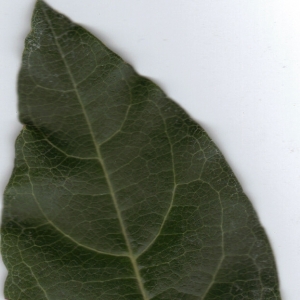 Photographie n°6389 du taxon Viburnum tinus L. [1753]