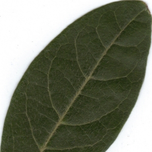 Photographie n°6392 du taxon Viburnum tinus L. [1753]