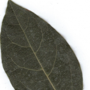 Photographie n°6393 du taxon Viburnum tinus L. [1753]