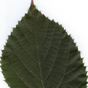 Photographie n°6398 du taxon Tilia x europaea L. [1753]