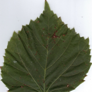 Photographie n°6400 du taxon Tilia x europaea L. [1753]