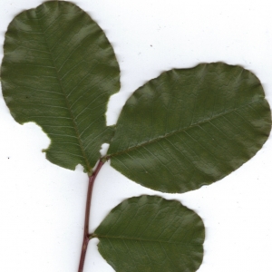 Photographie n°6402 du taxon Ceratonia siliqua L. [1753]