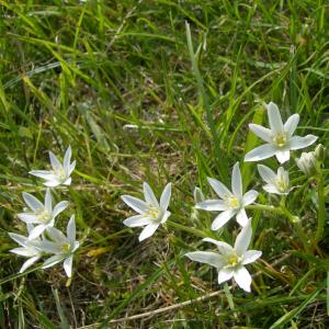 Photographie n°6417 du taxon Ornithogalum umbellatum L. [1753]