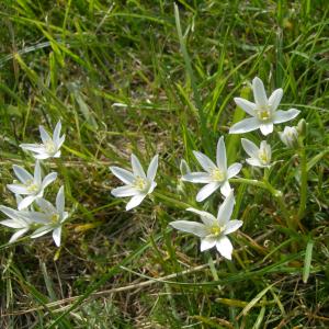 Photographie n°6418 du taxon Ornithogalum umbellatum L. [1753]