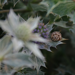 Photographie n°6435 du taxon Eryngium maritimum L. [1753]