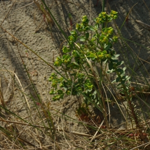 Photographie n°6437 du taxon Euphorbia paralias L. [1753]