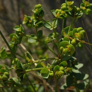 Photographie n°6438 du taxon Euphorbia paralias L. [1753]