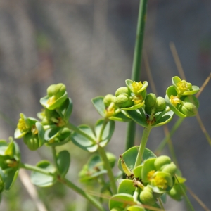 Photographie n°6439 du taxon Euphorbia paralias L. [1753]