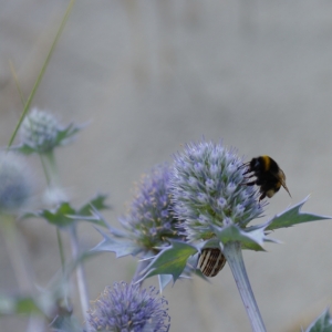 Photographie n°6440 du taxon Eryngium maritimum L. [1753]