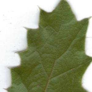 Photographie n°6442 du taxon Quercus coccifera L. [1753]