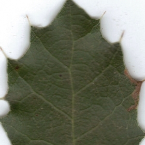 Photographie n°6443 du taxon Quercus coccifera L. [1753]