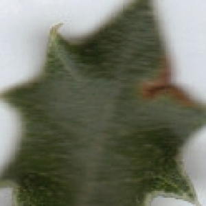 Photographie n°6446 du taxon Quercus coccifera L. [1753]