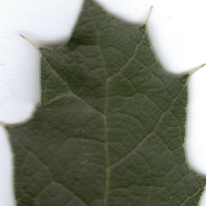 Photographie n°6447 du taxon Quercus coccifera L. [1753]