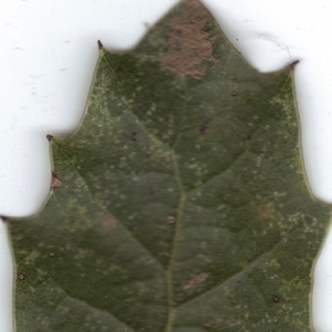 Photographie n°6448 du taxon Quercus coccifera L. [1753]