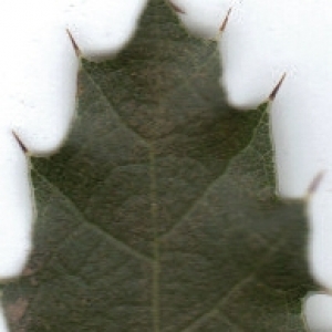Photographie n°6449 du taxon Quercus coccifera L. [1753]